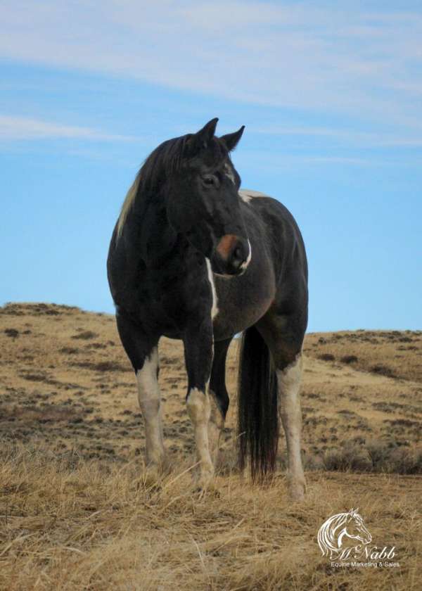 athletic-paint-horse