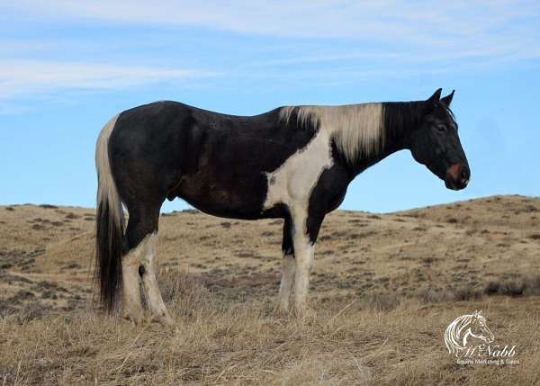 calf-roping-paint-horse