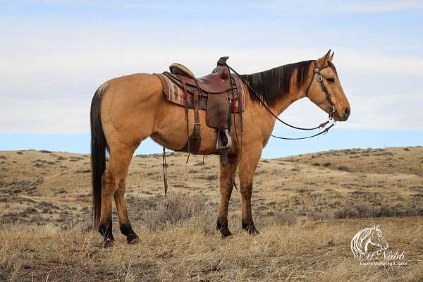 all-around-quarter-horse