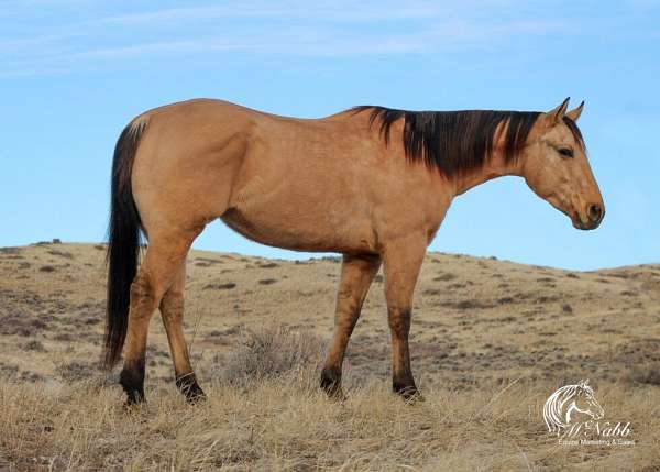 flashy-quarter-horse