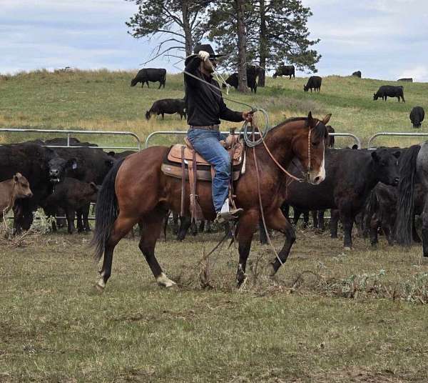 all-around-quarter-horse