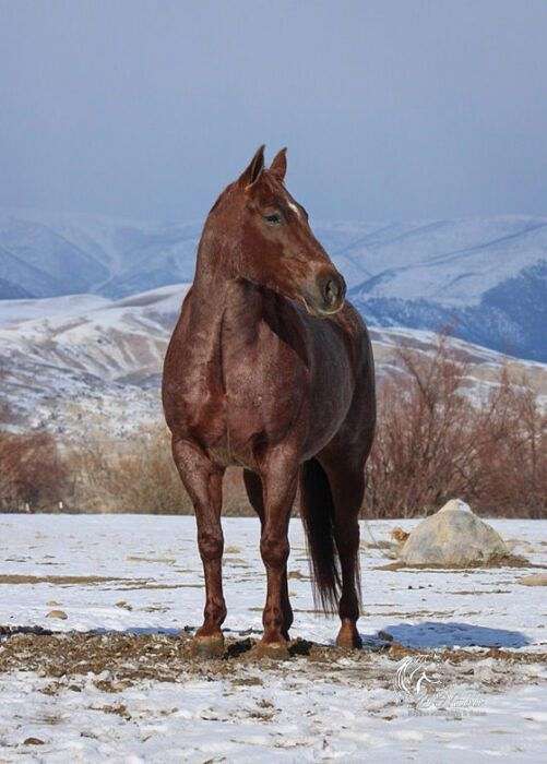 cutting-prospect-quarter-horse