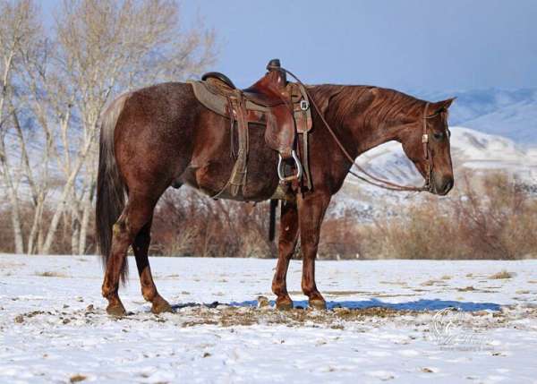 athletic-quarter-horse