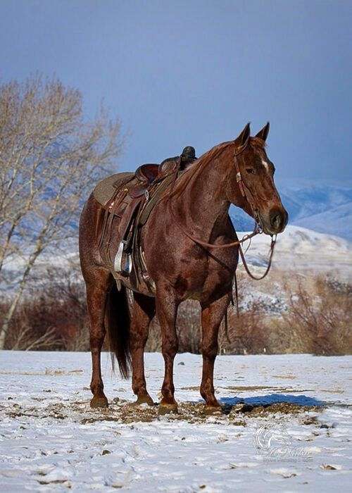 calf-roping-quarter-horse