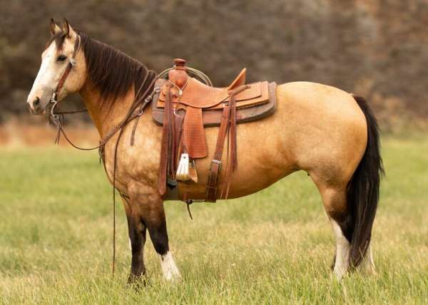 all-around-draft-horse