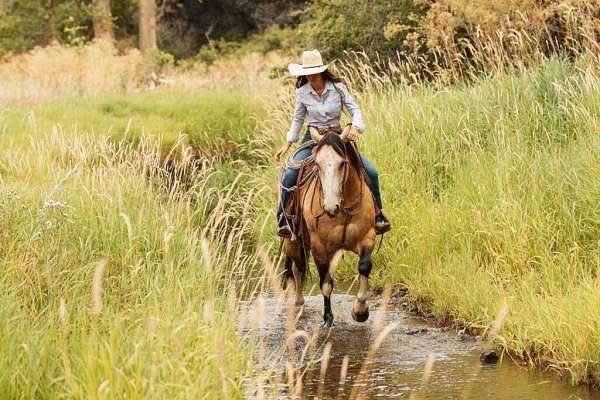 athletic-draft-horse