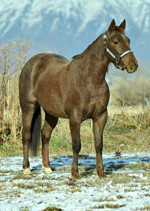 breeding-quarter-horse