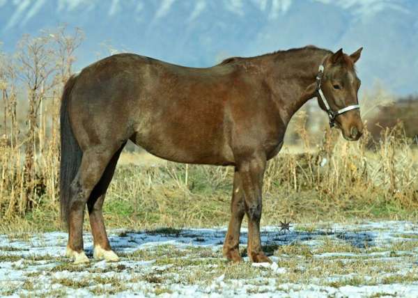 athletic-quarter-horse