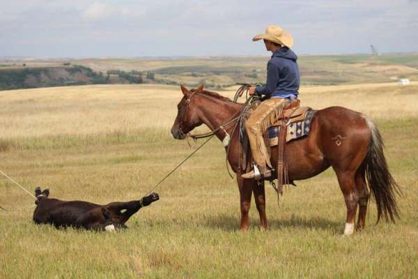 all-around-quarter-horse