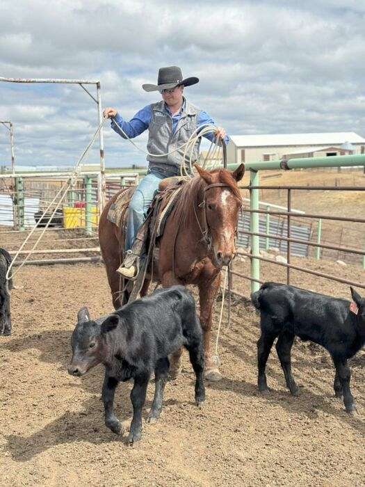 calf-roping-quarter-horse