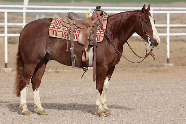 all-around-quarter-horse