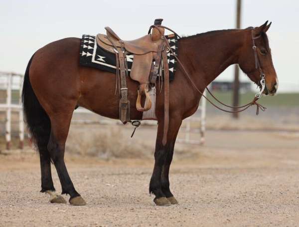 all-around-quarter-horse