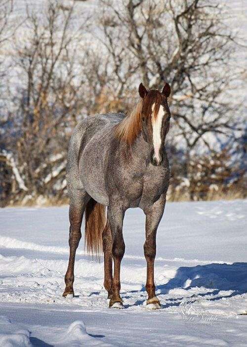 cutting-prospect-quarter-horse