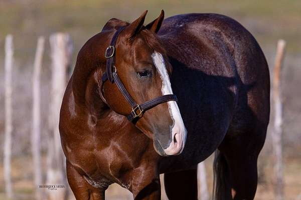 cutting-prospect-quarter-horse