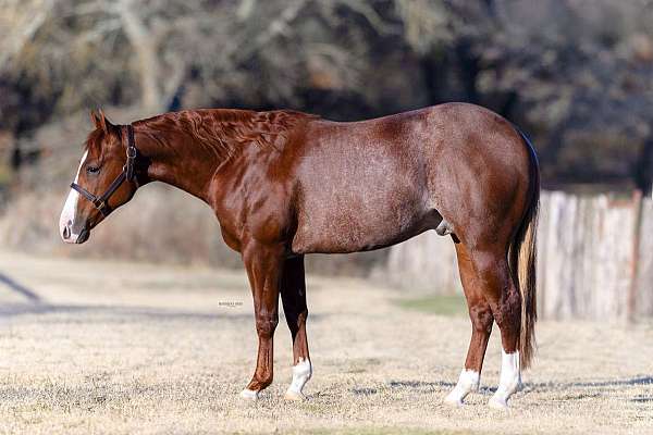 athletic-quarter-horse