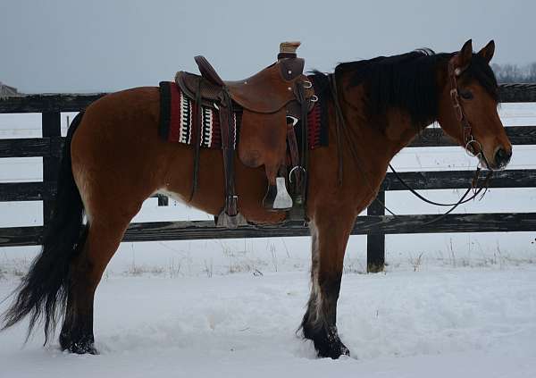 friesian-horse-for-sale