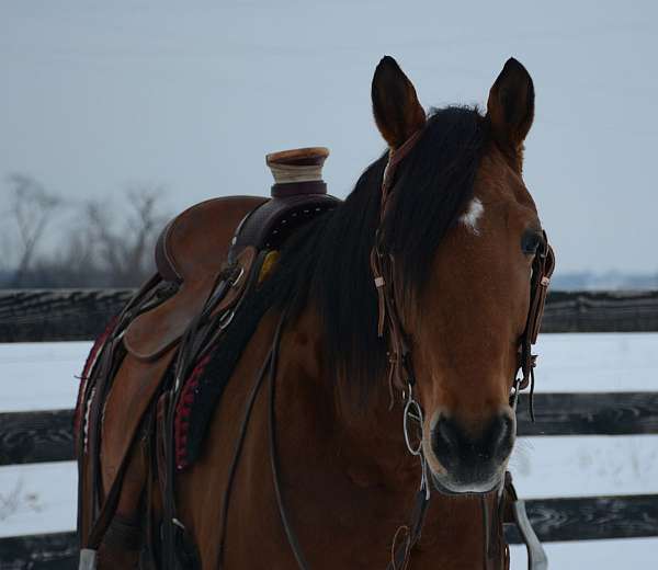 friesian-horse