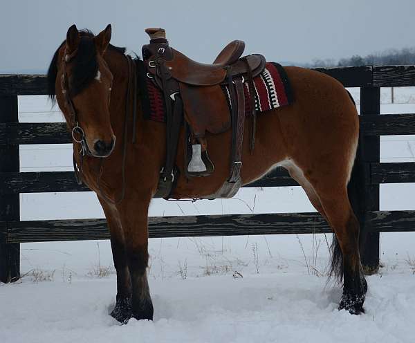 friesian-mare