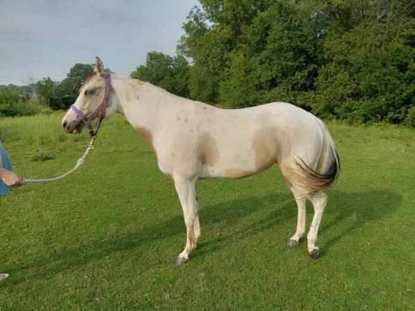 palomino-tobiano-filly