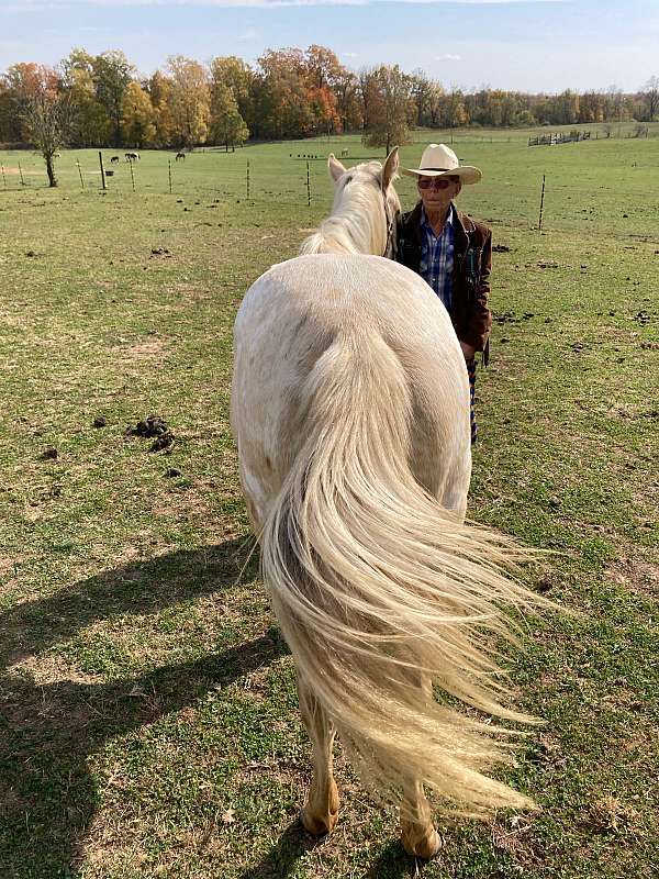 cottontop-queen-quarter-horse