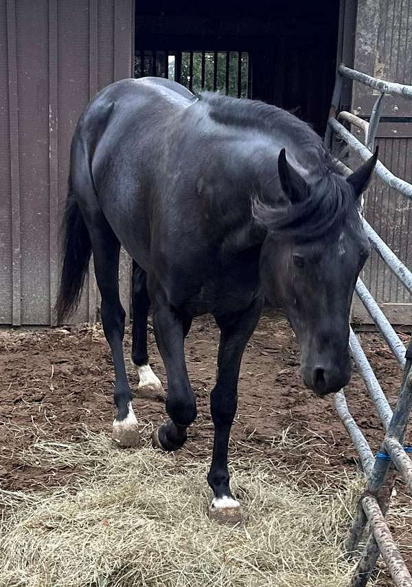 gypsy-vanners-appaloosa-horse