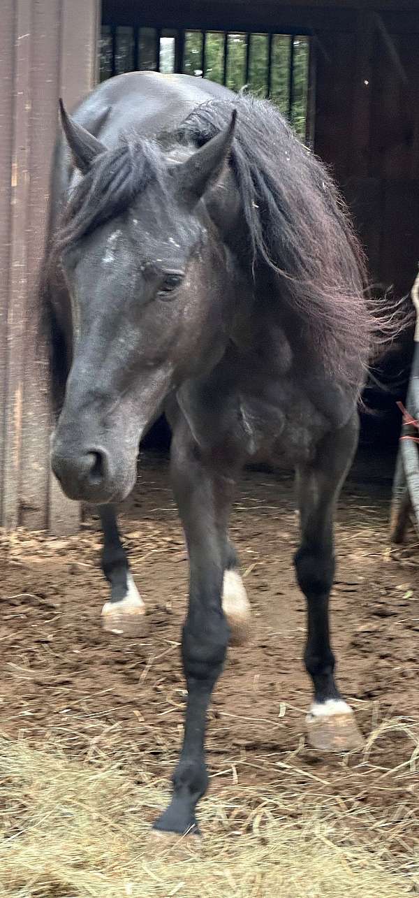 model-appaloosa-horse