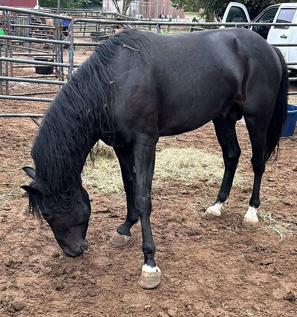 reasonable-offers-appaloosa-horse