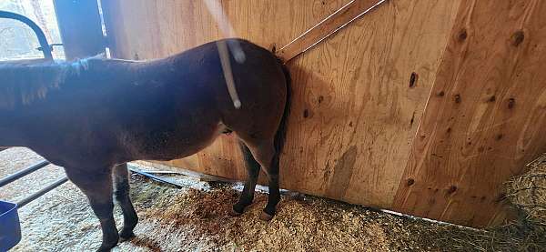 quarter-horse-for-sale