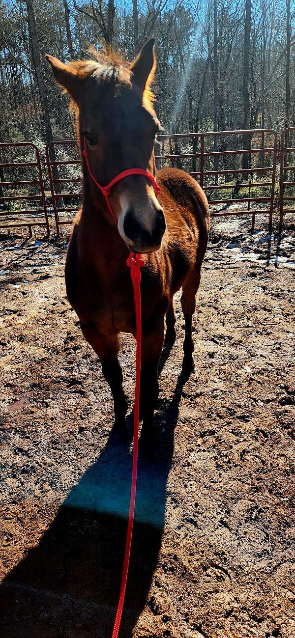 athletic-halter-colt-yearling