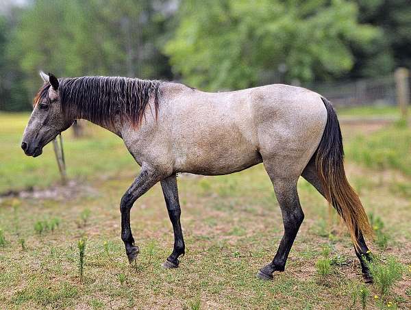 luistano-andalusian-horse