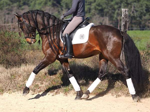 andalusian-horse