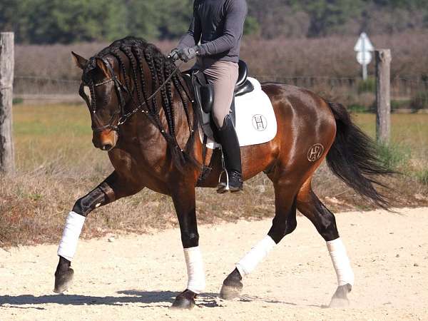 bay-andalusian-horse