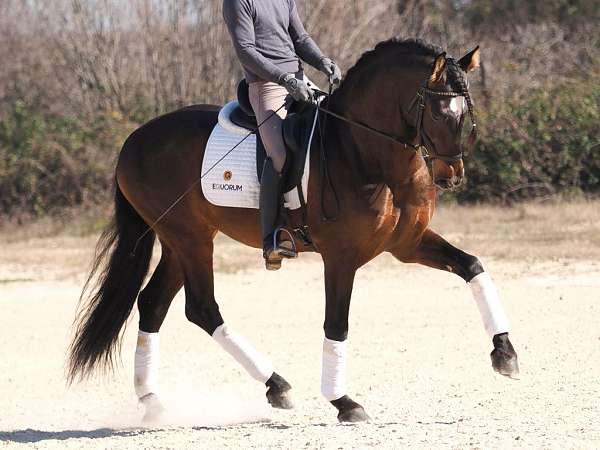 stallion-andalusian-horse