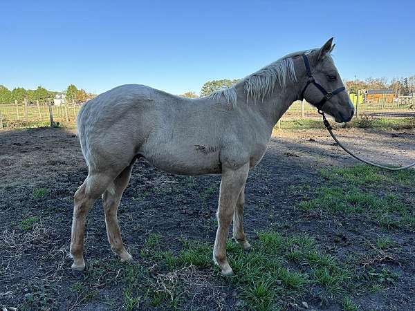 dun-palomino-show-horse