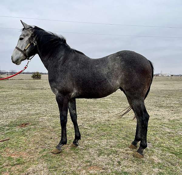 barrel-quarter-horse