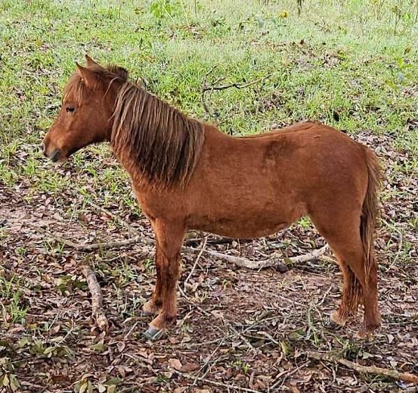 excellent-mare-miniature-pony