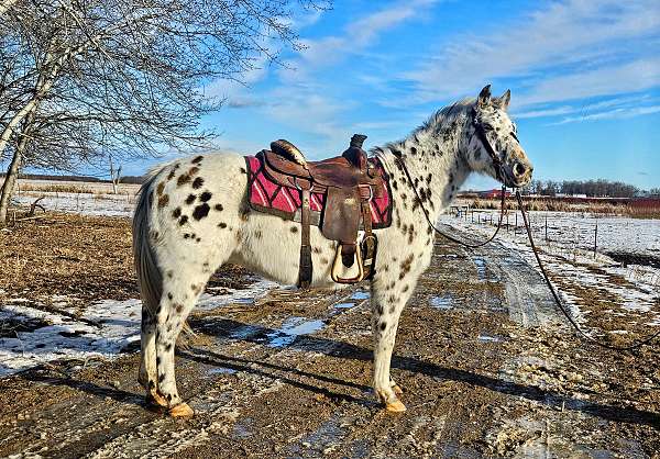 all-around-appaloosa-horse