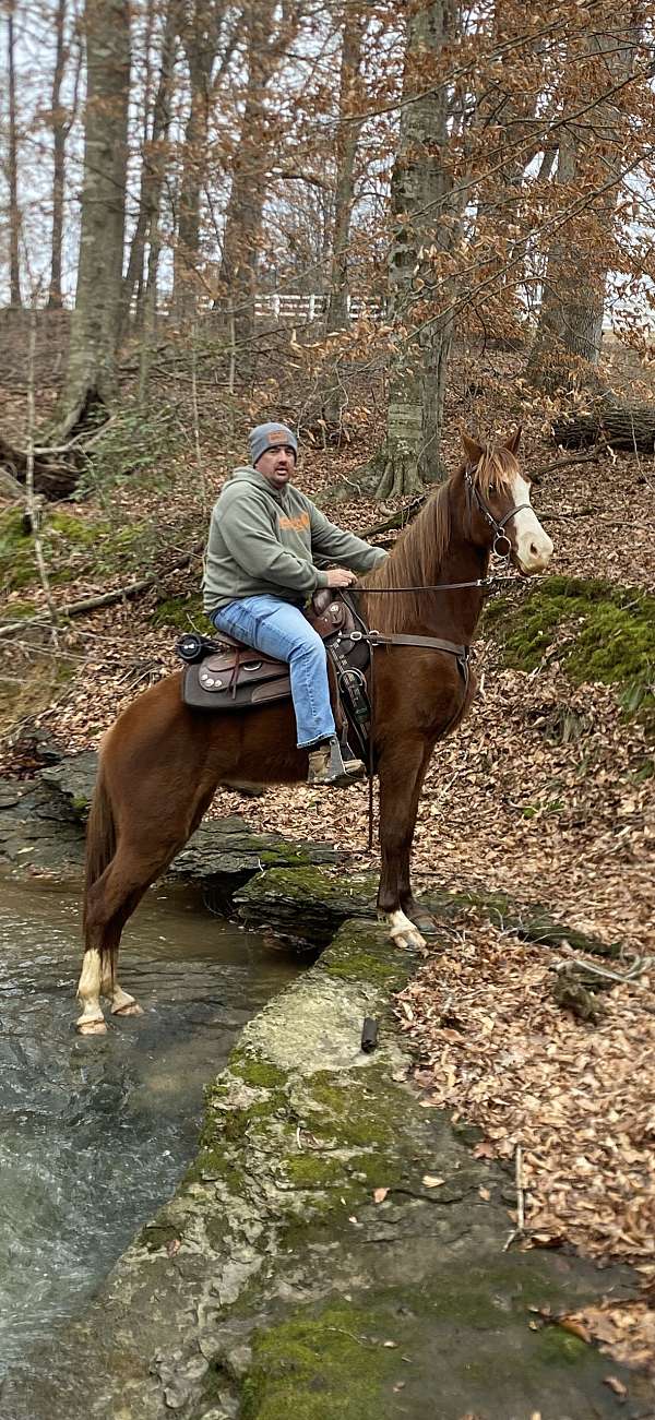 driving-trail-riding-tennessee-walking-horse