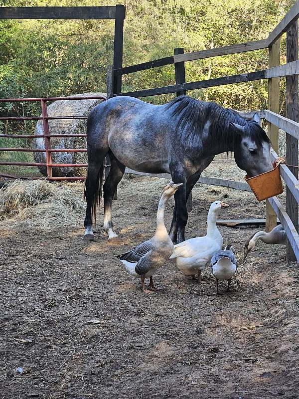 basics-andalusian-horse