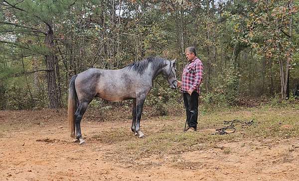 free-jumping-andalusian-horse