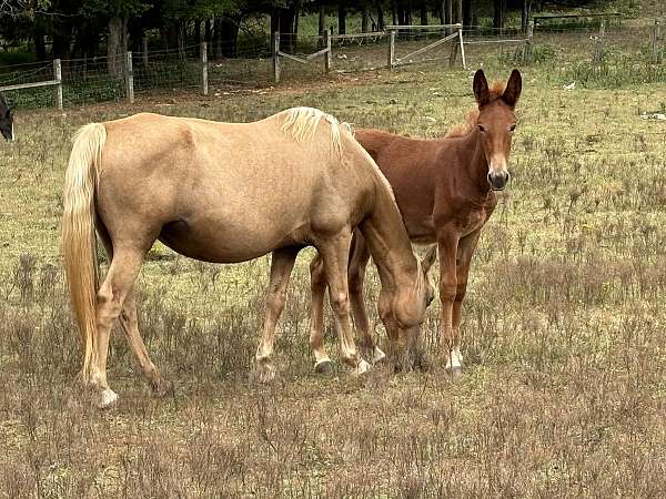 mammoth-donkey-mule