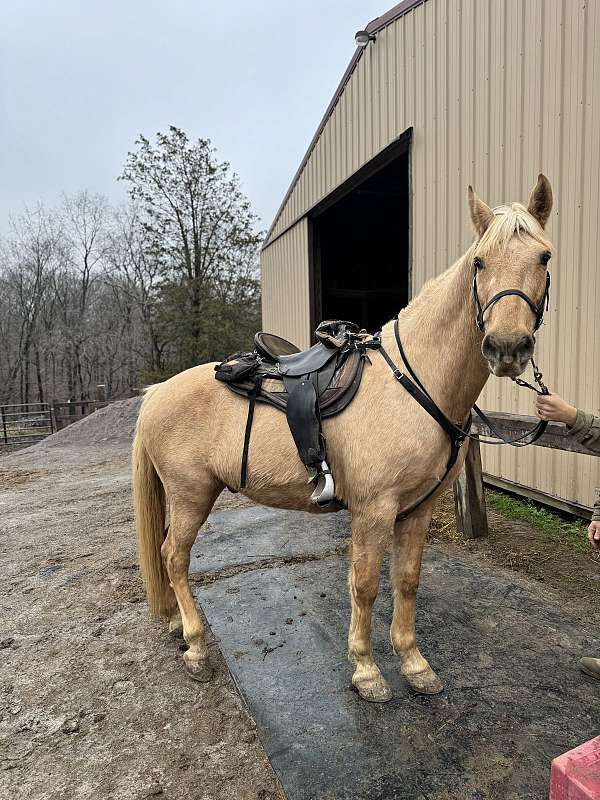 palomino-tennessee-walking-horse