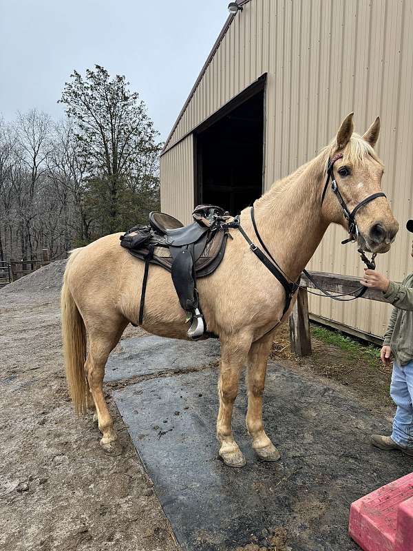 gaited-tennessee-walking-horse