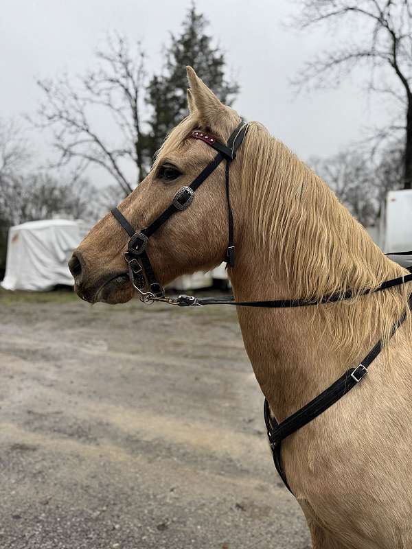 tennessee-walker-walking-horse