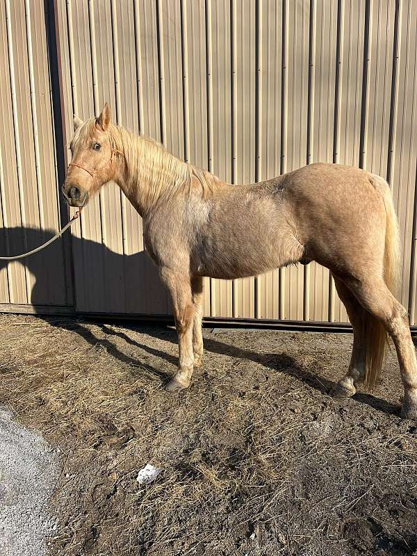 companion-tennessee-walking-horse