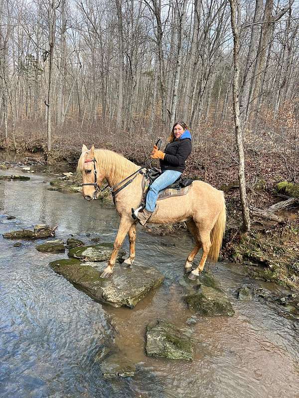 trail-tennessee-walking-horse