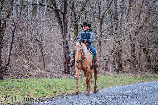 beginner-quarter-horse