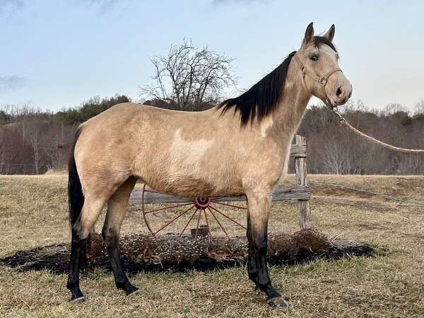 gaited-trail-racking-standardbred-horse