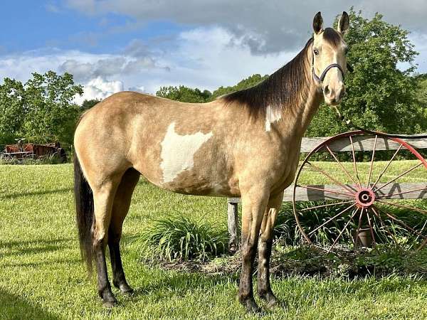 gaited-trail-racking-standardbred-horse
