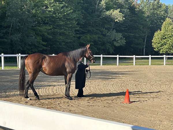 affordable-thoroughbred-horse